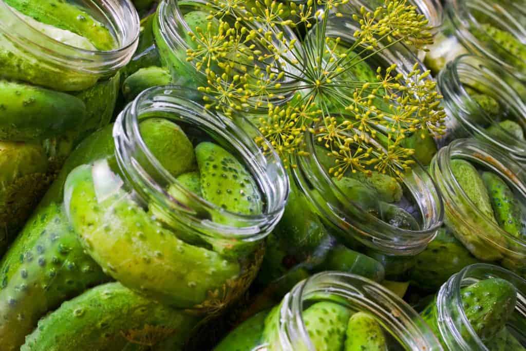 Jars of homemade Crisp Dill Pickles